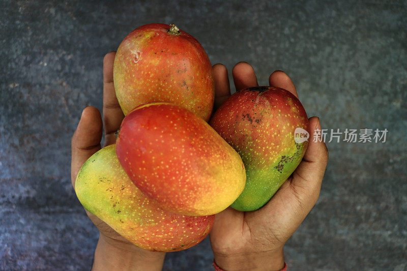 特写图像无法辨认的人拿着一把热带芒果水果在灰色的背景，升高的视野