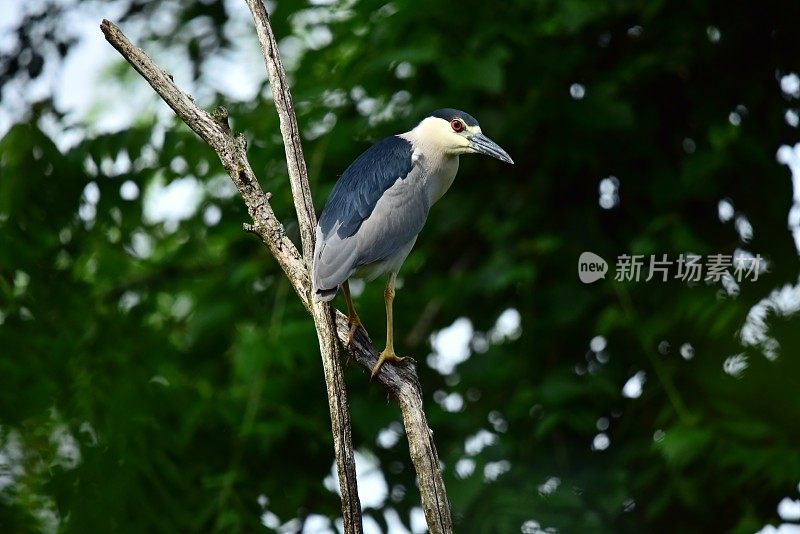 黑冠夜鹭栖息