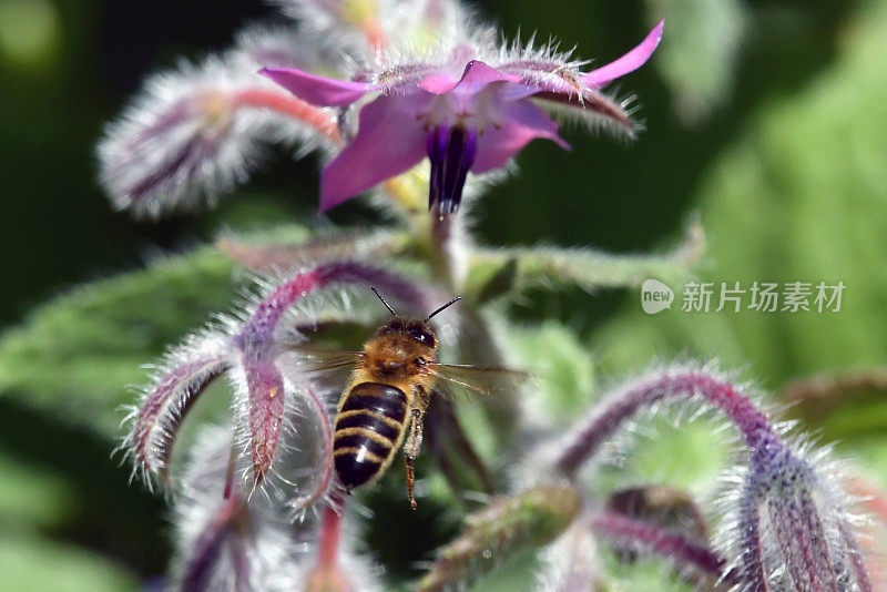 蜜蜂和野花。