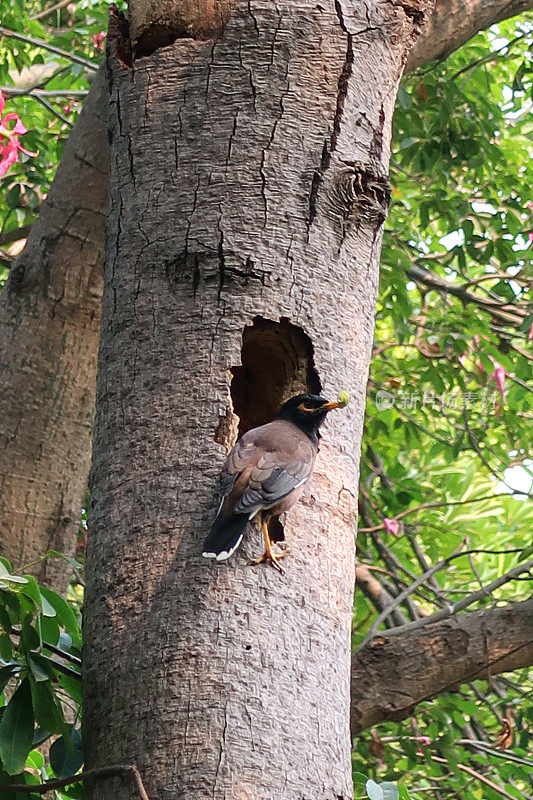 常见八哥(蝗科)栖息在树干上的洞，鸟喙上有筑巢材料，野生鸟类筑巢，聚焦前景