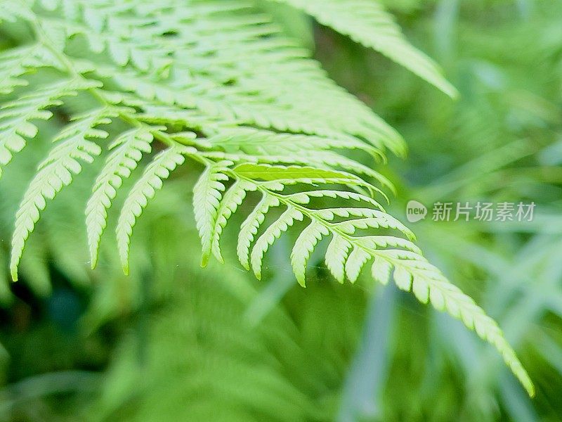 澳大利亚本土蕨类植物特写