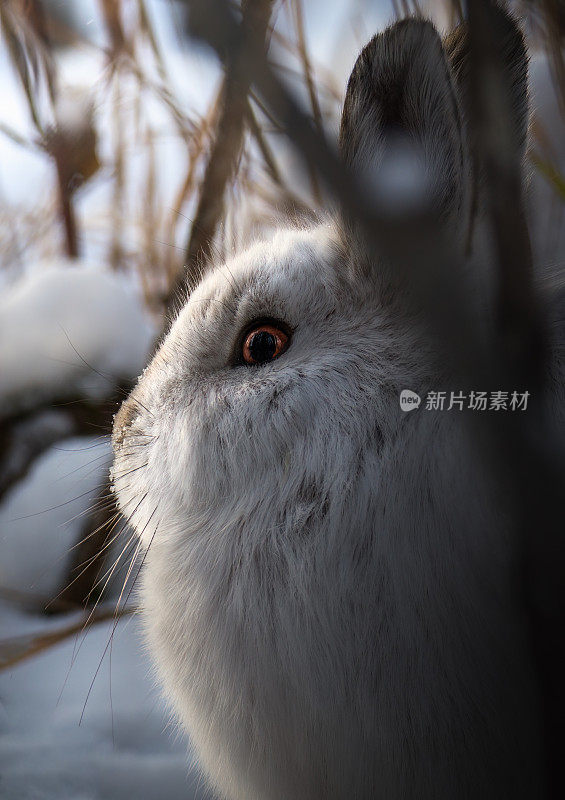 雪鞋兔侧肖像姿势