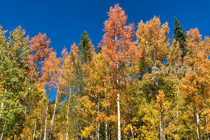 科罗拉多州秋叶的颜色