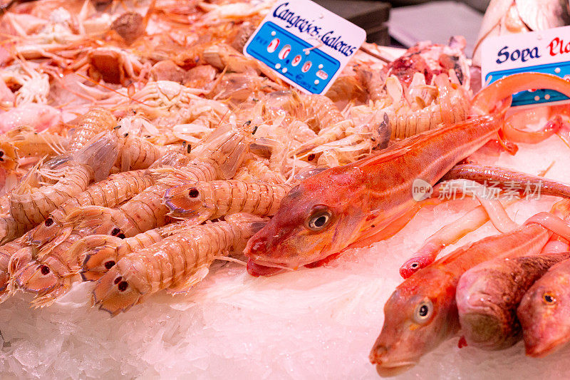 西班牙瓦伦西亚的螳螂(螳螂虾)