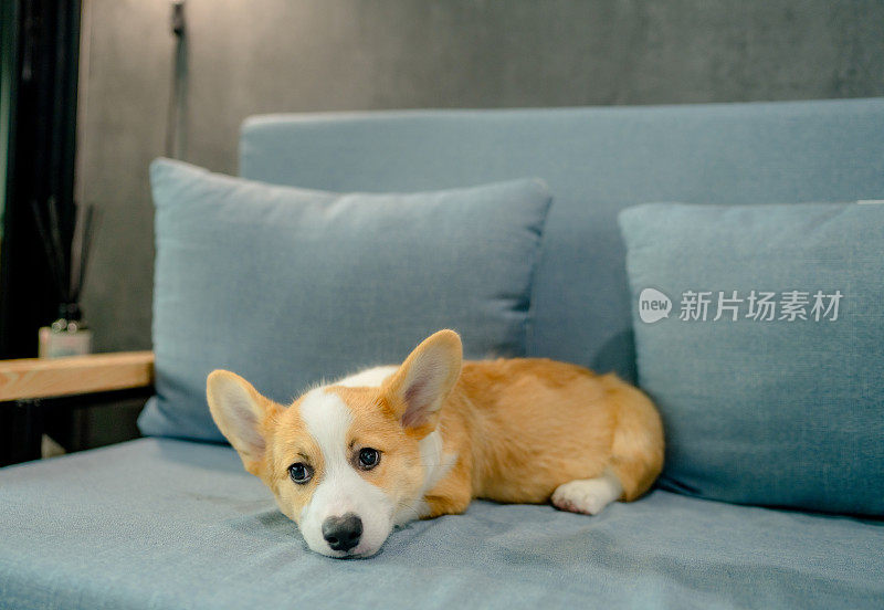 微笑的小狗柯基在沙发上休息。