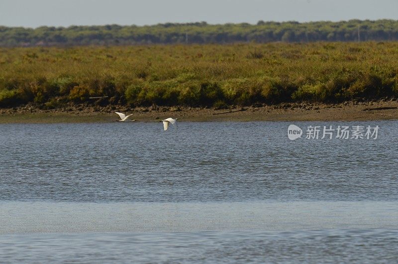 一群小鸟