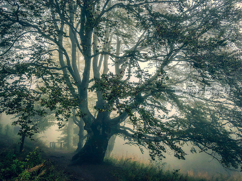 浓雾笼罩的德国黑森林中的树木。