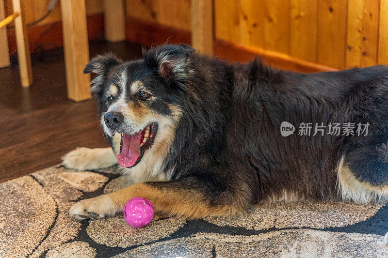 边境牧羊犬躺在垫子上