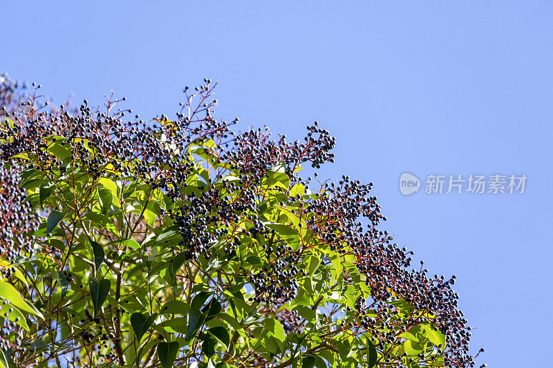 特写灌木与深蓝色浆果反对浅蓝色的天空，背景与复制空间