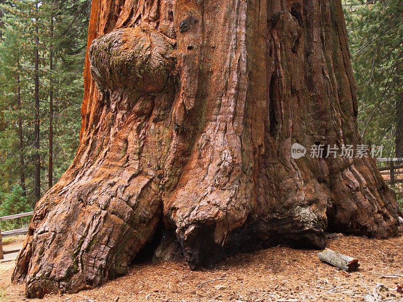 美国加州红杉国家公园的一棵大树的细节