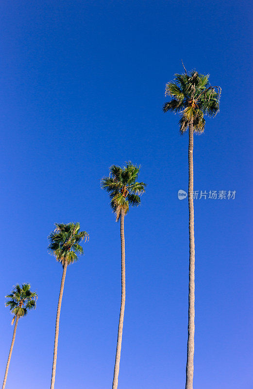 加州拉霍亚:四棵在风中摇曳的高大棕榈树