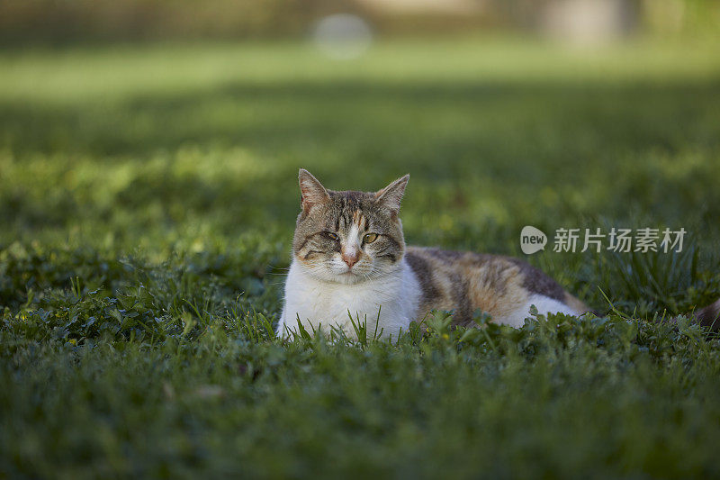 一只眼睛残疾、双目失明的流浪猫在公园草地上漫步