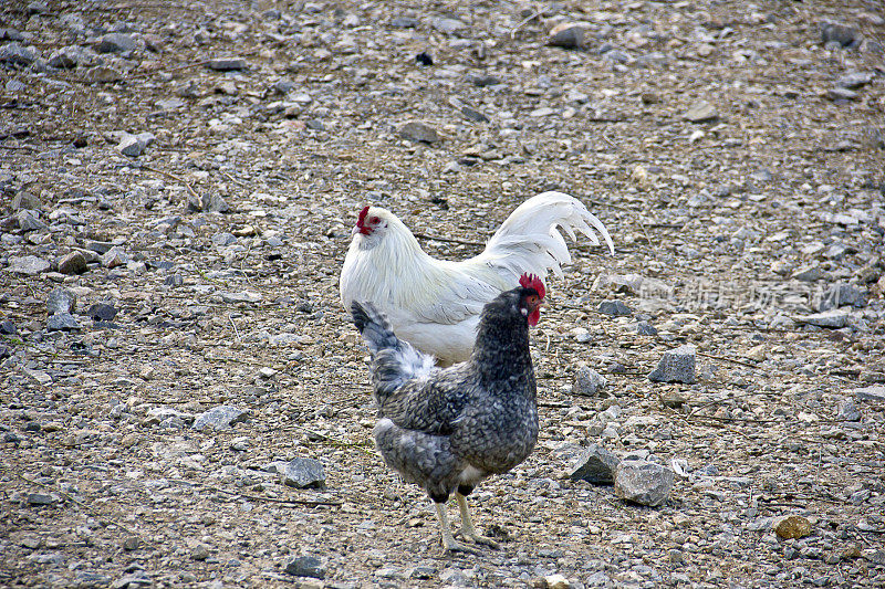 农场生活Altınkoy安卡拉