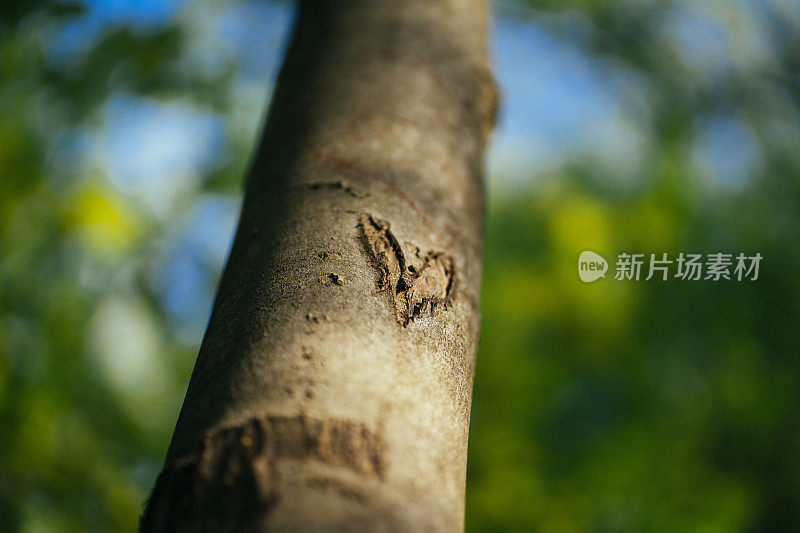 象征着对森林的爱