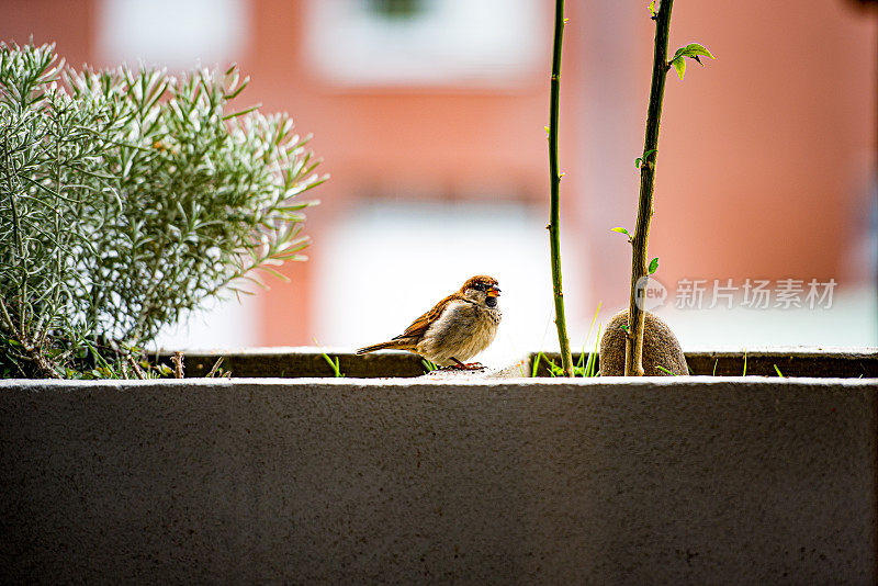 冬天在阳台上寻找种子的斑点麻雀