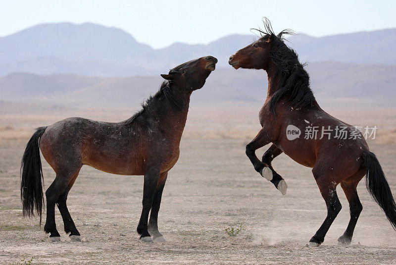 犹他州的野马