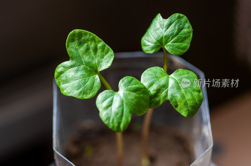 植物幼苗在早晨的阳光下生长缓慢