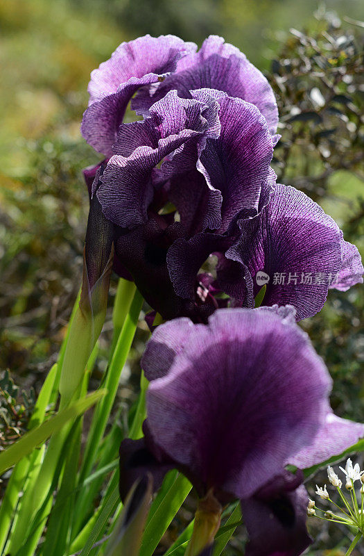 基利波山的虹膜