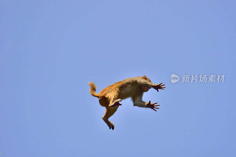 猴子跳跃时在空中的位置