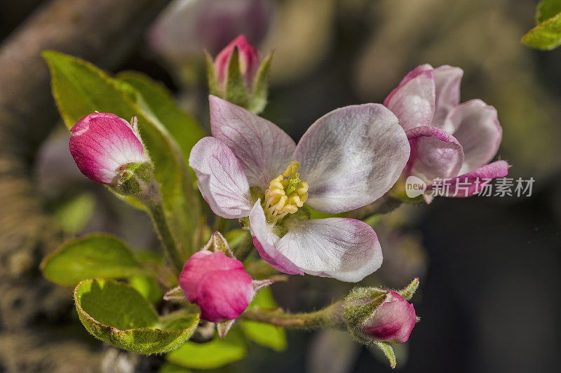 苹果树开花，蔷薇科家苹果。圣罗莎，索诺玛县，加利福尼亚州。