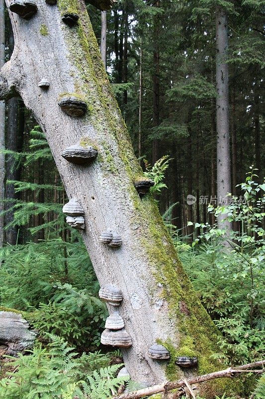 多孔菌，天然森林中的支架真菌