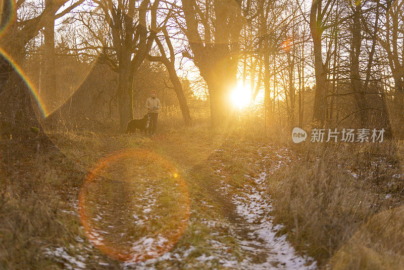 在深秋的夕阳下徒步旅行。一个女人在森林的小路上和狗玩耍。艺术拍摄对太阳背光和极端镜头耀斑。