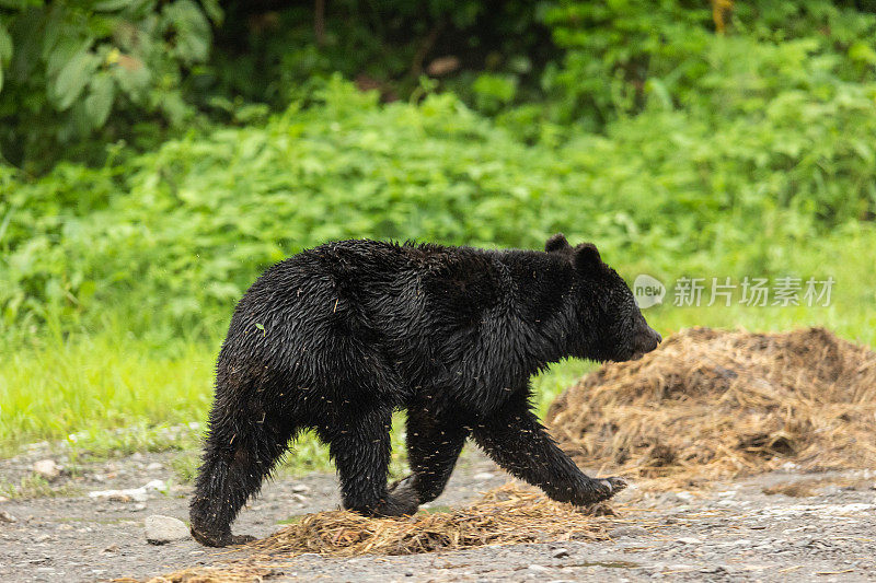 日本北部野生黑熊