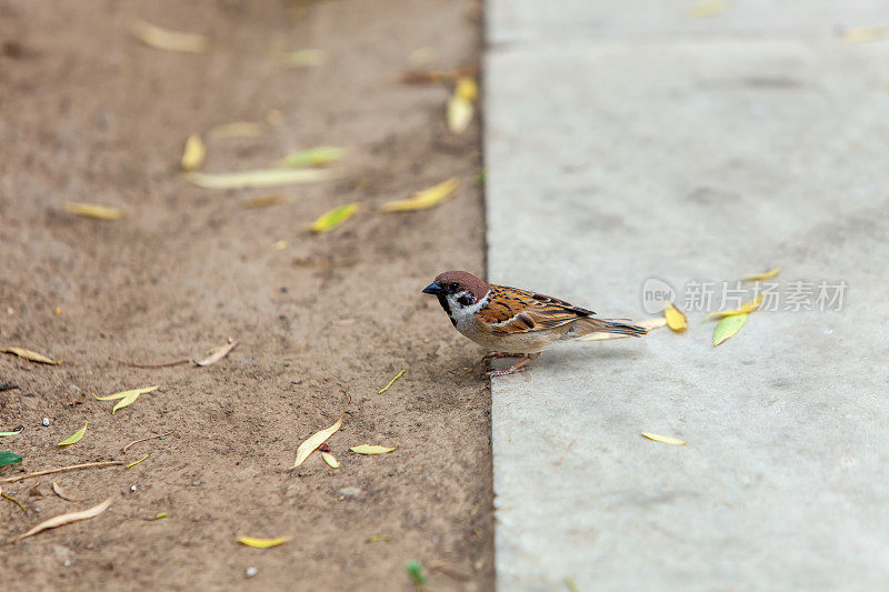 麻雀在公园的人行道上啄食谷物。鸟