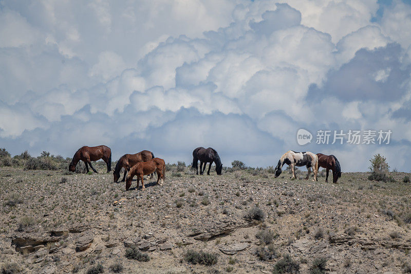 麦卡洛峰野马在美丽的背景下在平顶山上吃草