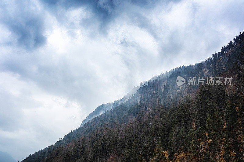 仰望巴伐利亚阿尔卑斯山森林中多雨的冷杉树梢。