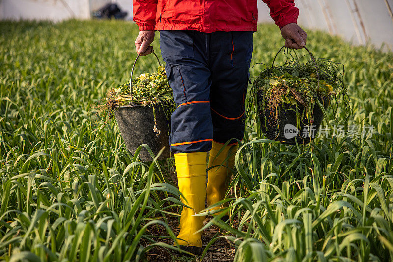 年长的农民提着装满草和达内尔的桶