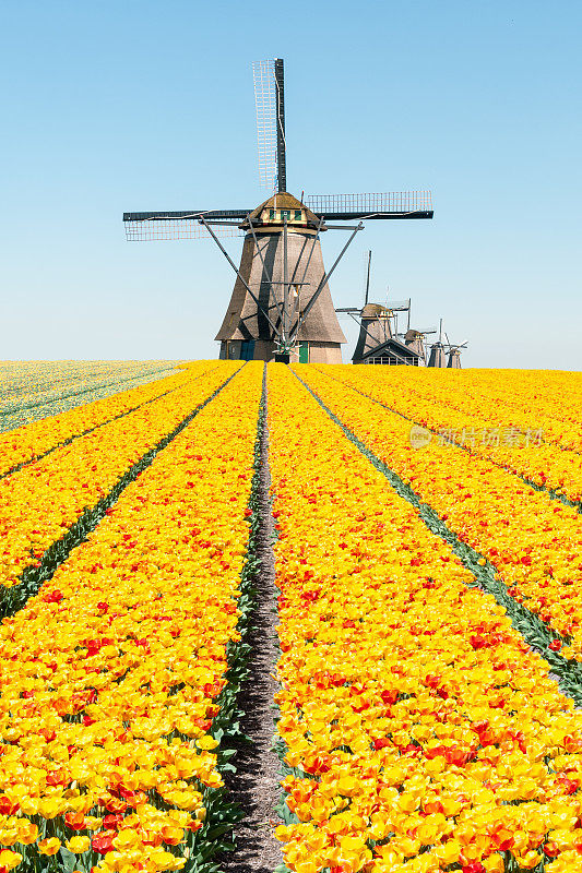 美丽的荷兰风景:郁金香园的磨坊