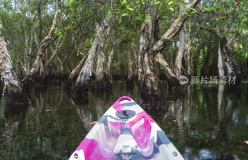 游客在罗勇植物园皮划艇，一个湿地生态系统向公众开放，以促进生态旅游，泰国罗勇