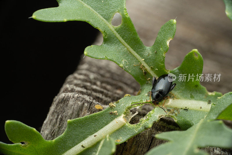 小黑虫在花园里吃沙拉