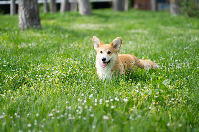 春天，彭布罗克威尔士柯基狗在公园玩耍的特写