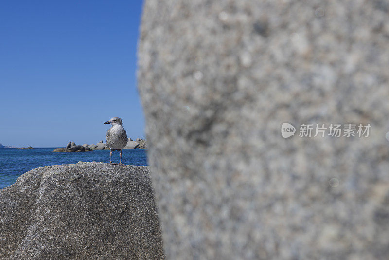 科西嘉岛海岸拉维奇群岛岩石上的海鸥