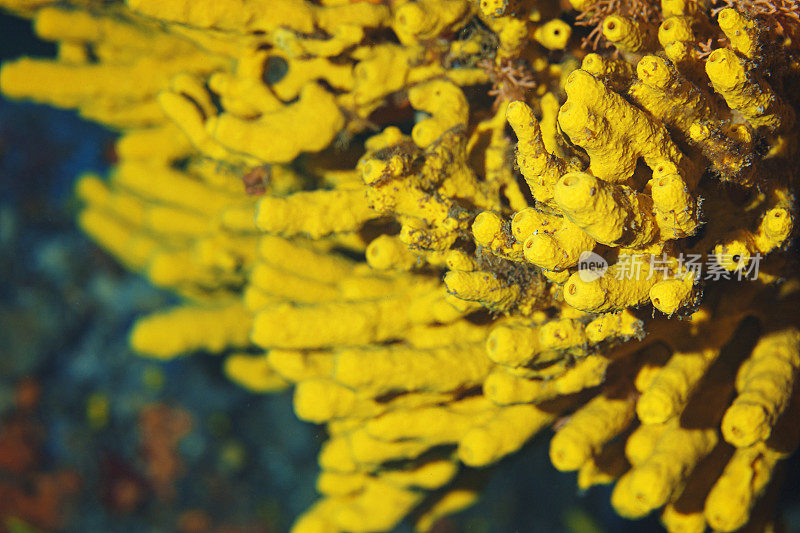 管海绵，海洋生物黄海海绵从水肺潜水员的观点水下照片