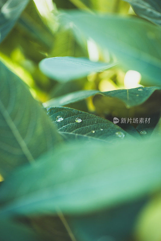 宏观背景摘要自然主题:金菊叶的宏观照片，上面有雨滴