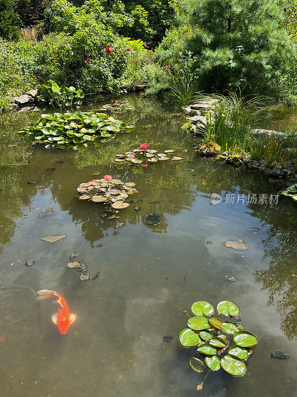 锦鲤在水上花园