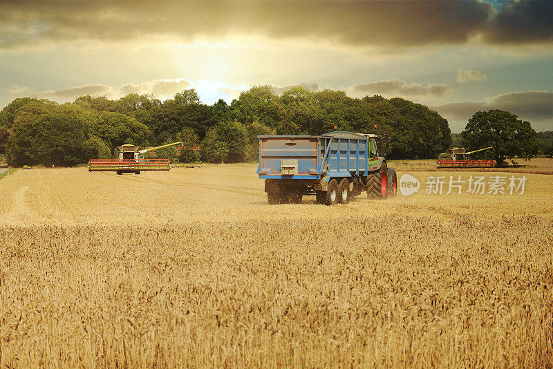 在一个夏末的傍晚，英国格洛斯特郡科茨沃尔德，现代最先进的联合收割机正在收获小麦，拖拉机和拖车正在收集收获的谷物。