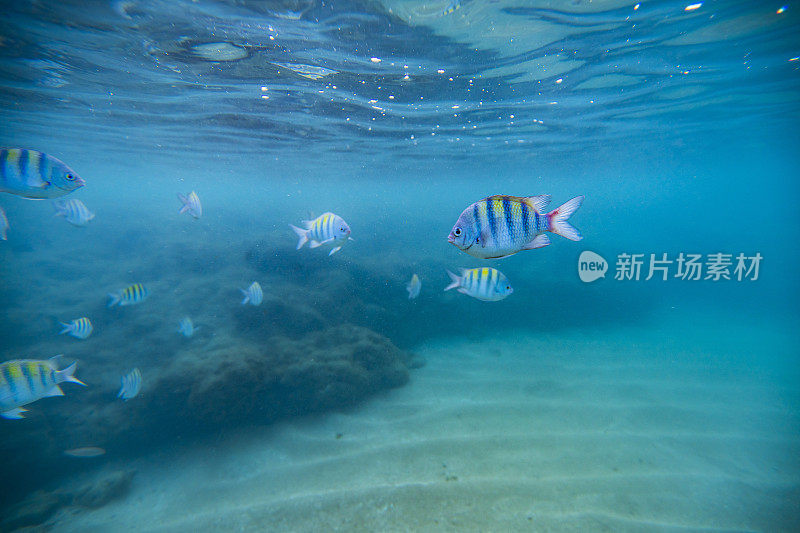 天然水池的鸡鱼港