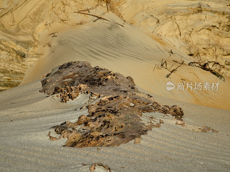 近距离的浮木部分被埋在吹起的沙滩沙子。高对比度低角度光线。