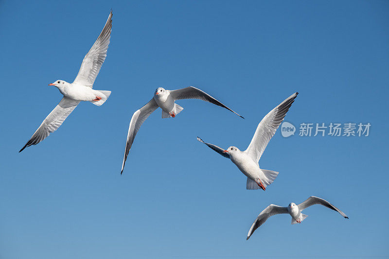 天空中有四只海鸥