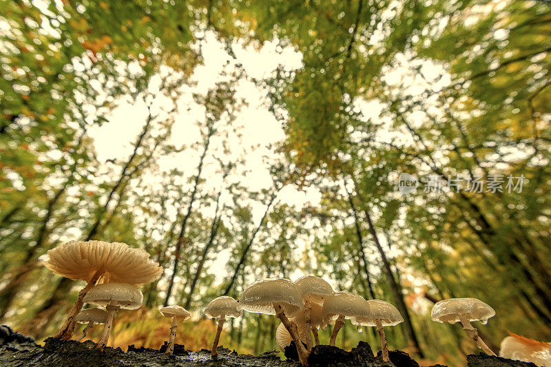 秋天的一天，棕叶山毛榉林中的瓷菌