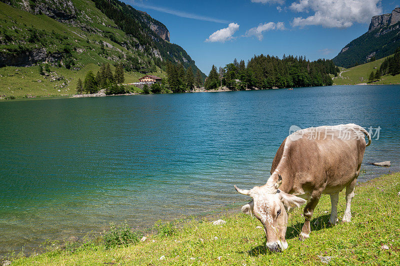在瑞士阿尔卑斯山的一个湖边吃草的奶牛