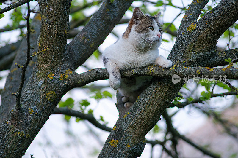 猫正坐在树上。猫被困在树上了。
