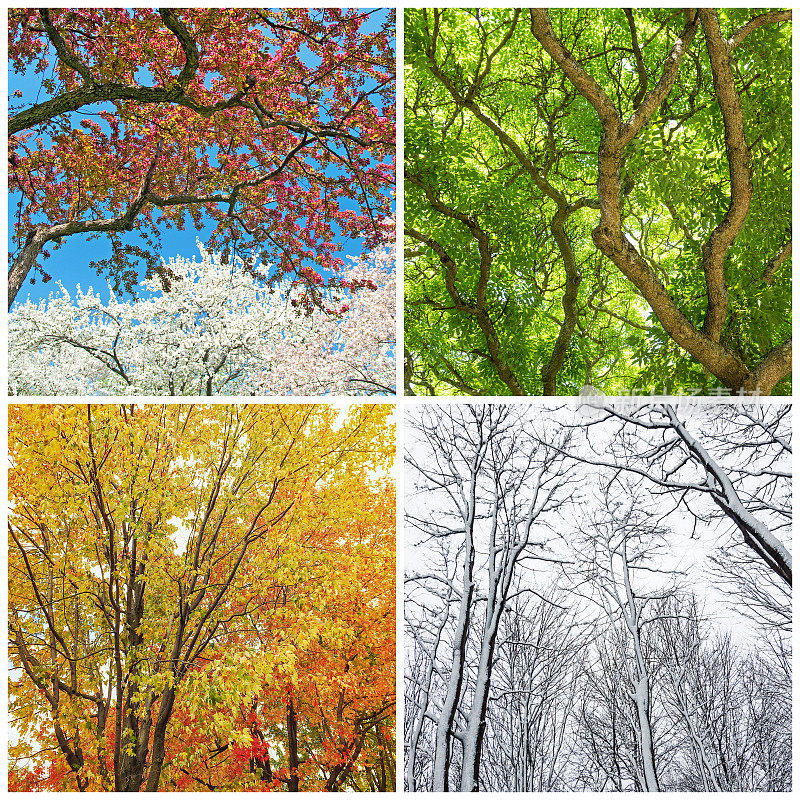 树木在春天、夏天、秋天和冬天