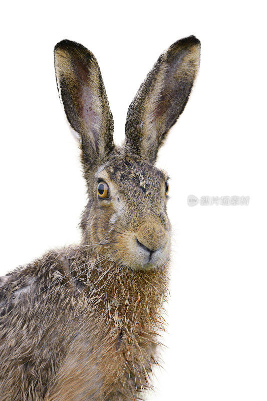 一个棕色野兔的肖像，看起来有点湿