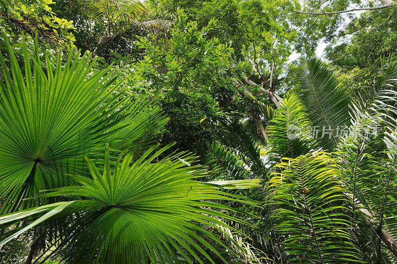 巴西亚马逊热带雨林