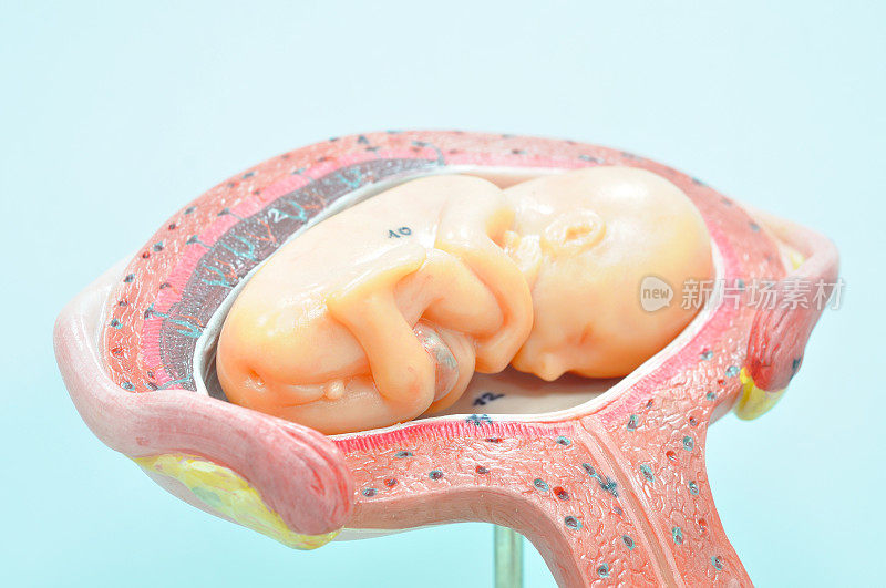 胎儿4至5个月俯卧位